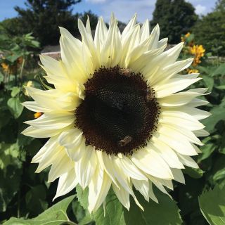 Pro-Cut White Nite Sunflower Thumbnail